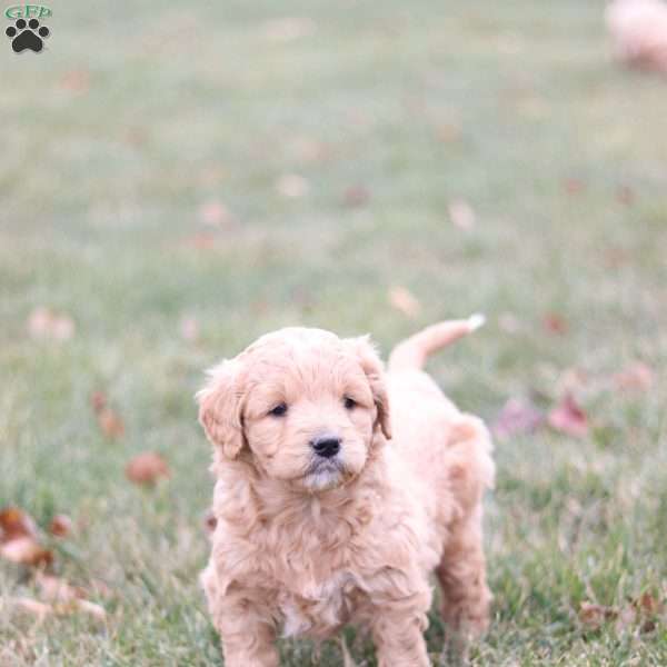 Rose, Goldendoodle Puppy